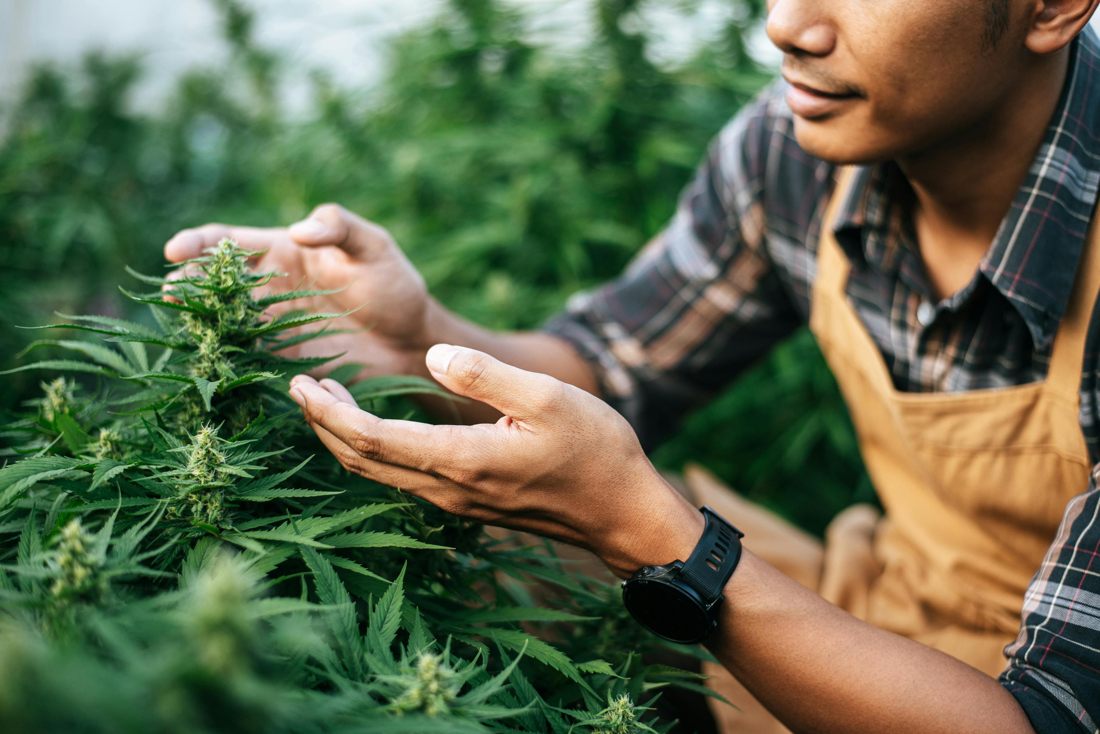 hero-graphic-From Trimmer to Executives: The Spectrum of Cannabis Industry Jobs