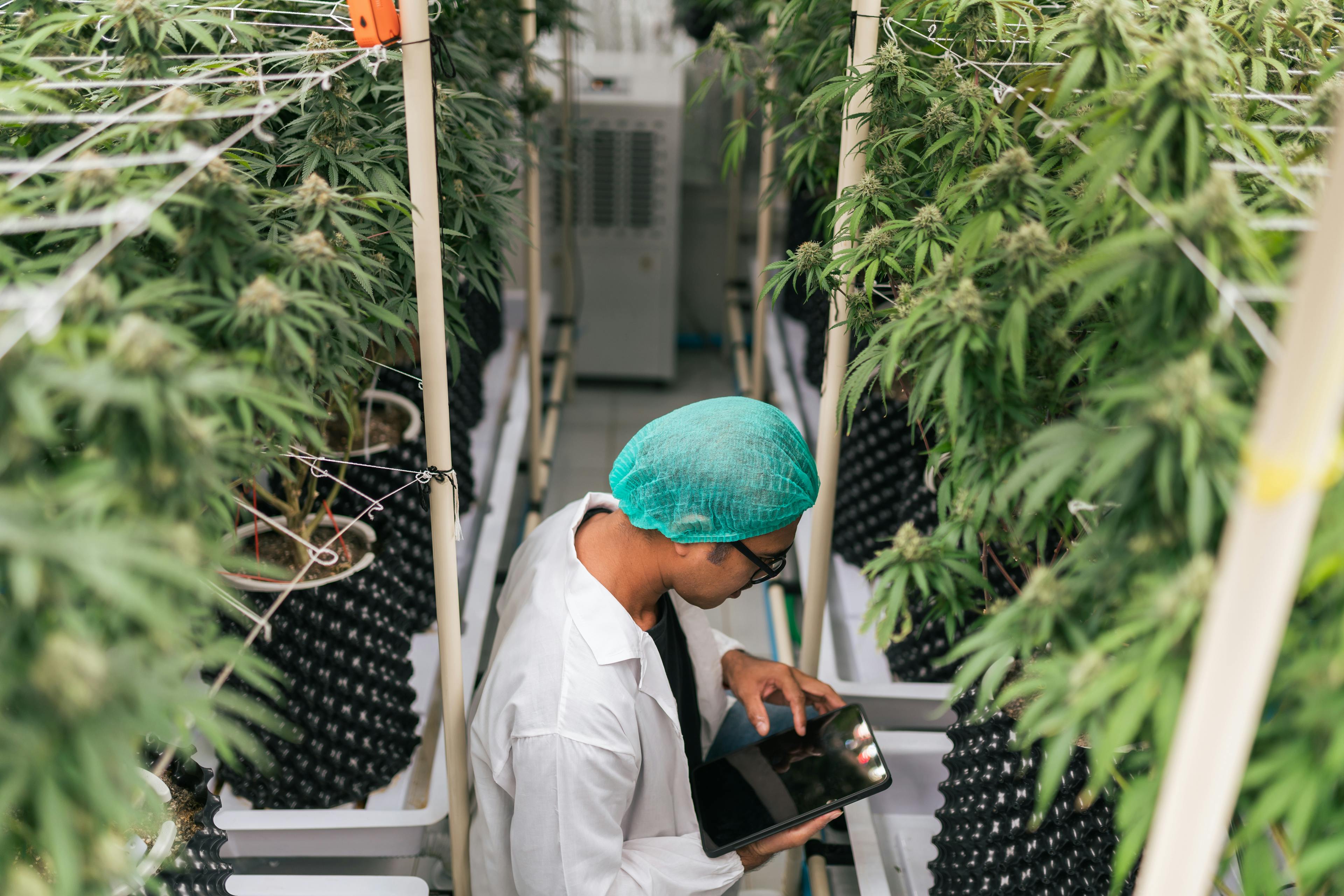 hero-graphic-Exploring the Different Pathways to Success in the Cannabis Industry
