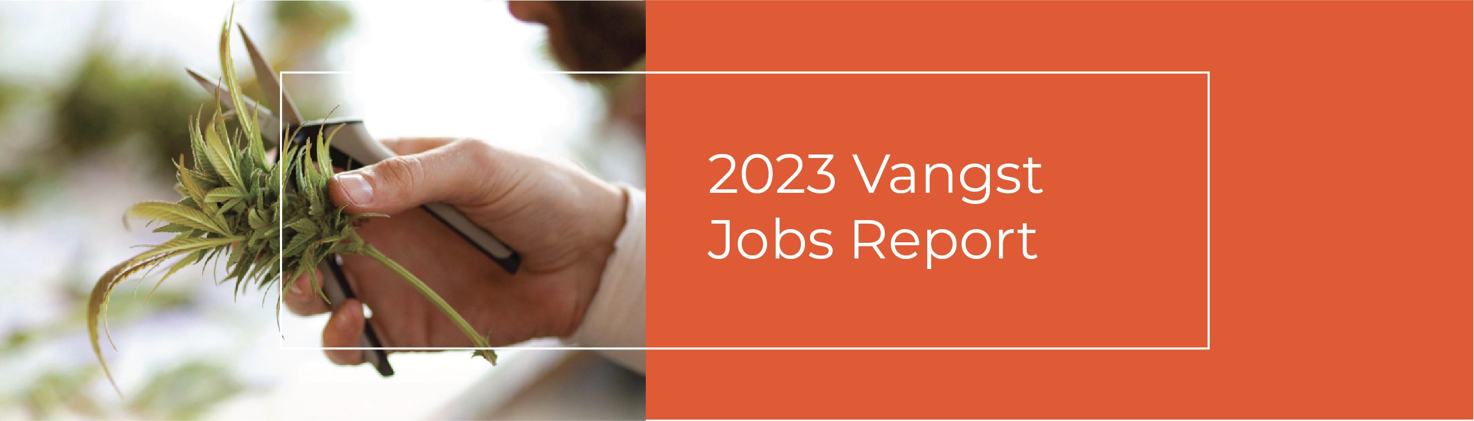 hero-graphic-Live Now: The Vangst 2023 Cannabis Jobs Report