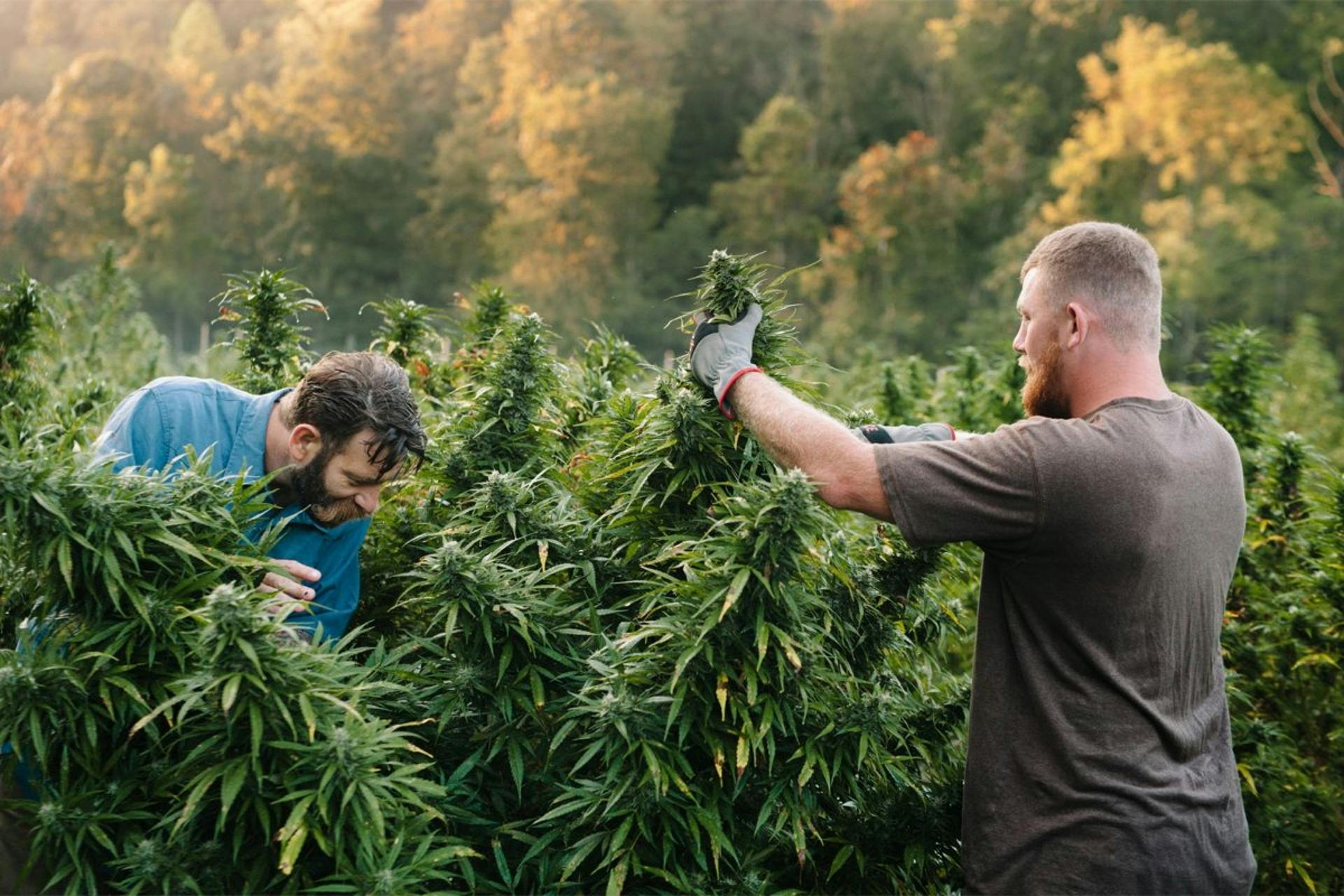 hero-graphic-Your Ultimate Cannabis Employment FAQ: Unlocking Opportunities in a Thriving Industry
