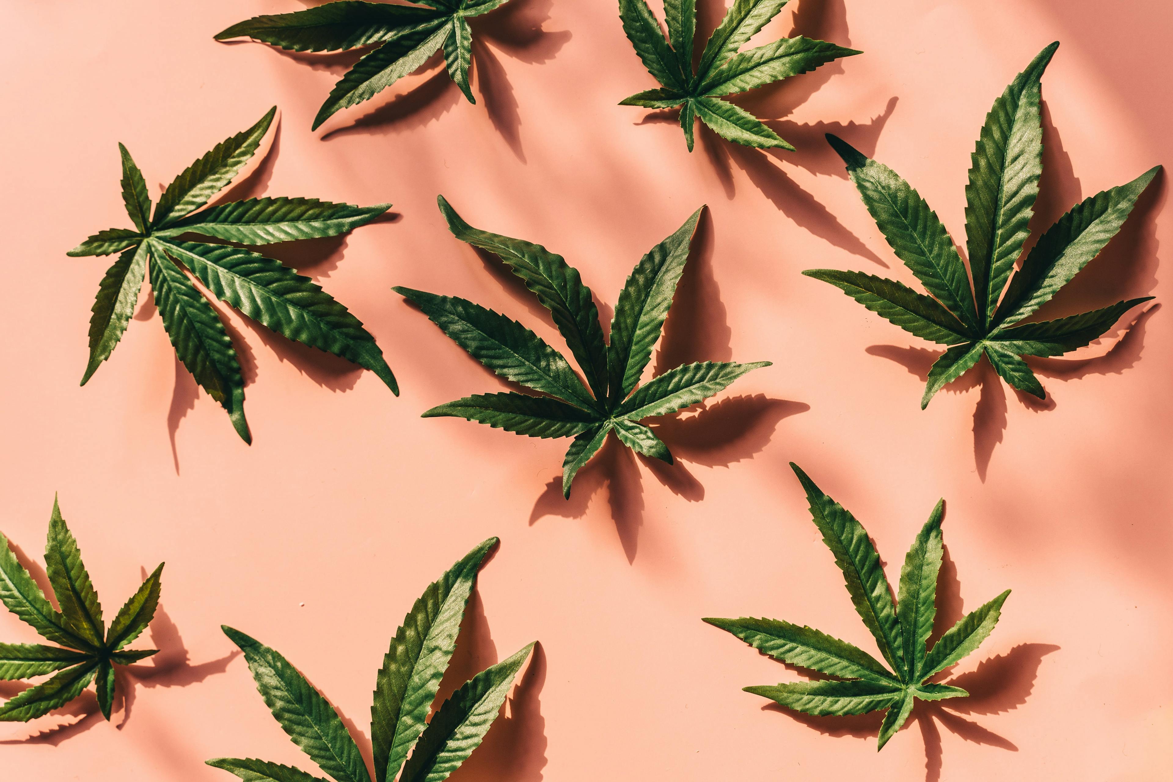 hero-graphic-How to Attract Top Talent in the Cannabis Industry: Tips for Hiring Managers