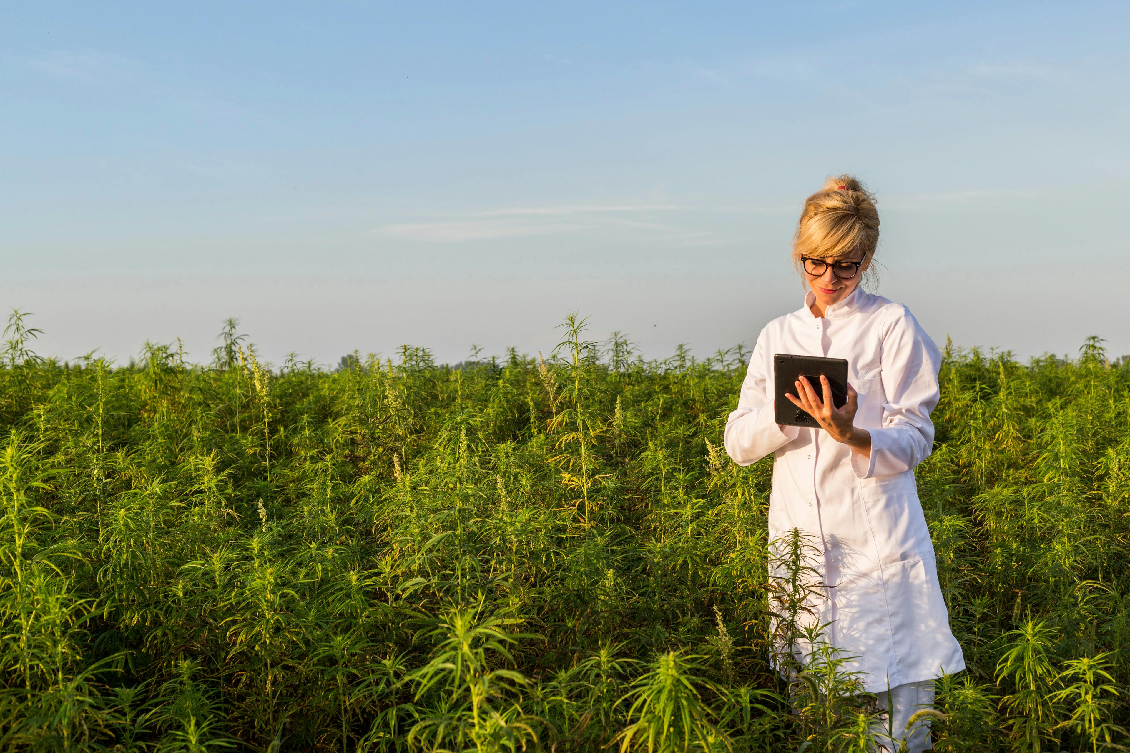 Unveiling the Magic of Sunlit Cannabis: Outdoor Cultivation Insights